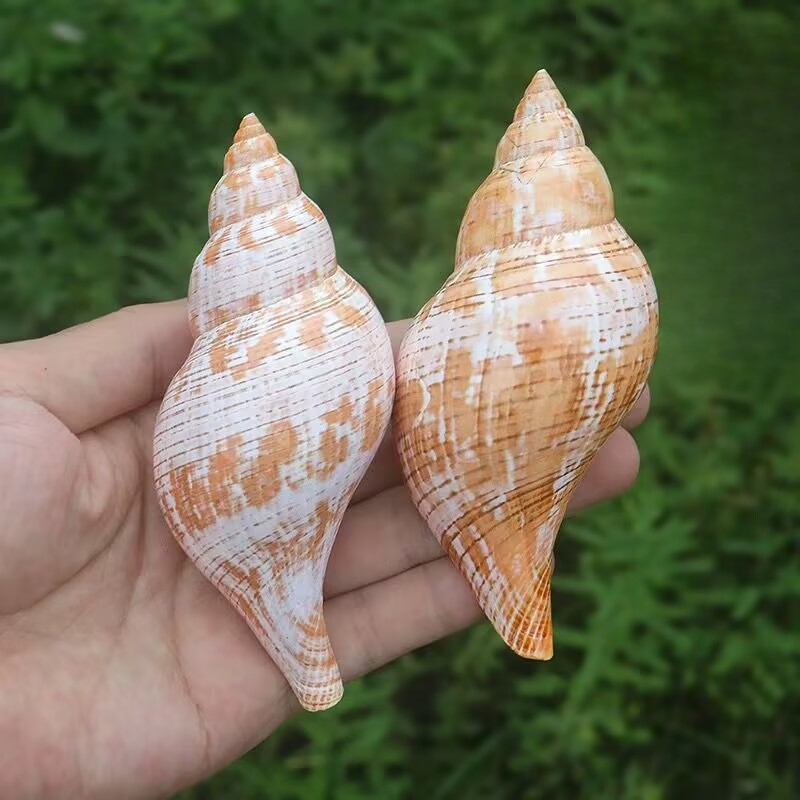 Aquarium Fish Popular - 天然コンクチューリップカタツムリヤドカリ代替品水槽飾りと造園子供向け人気科学玩具
