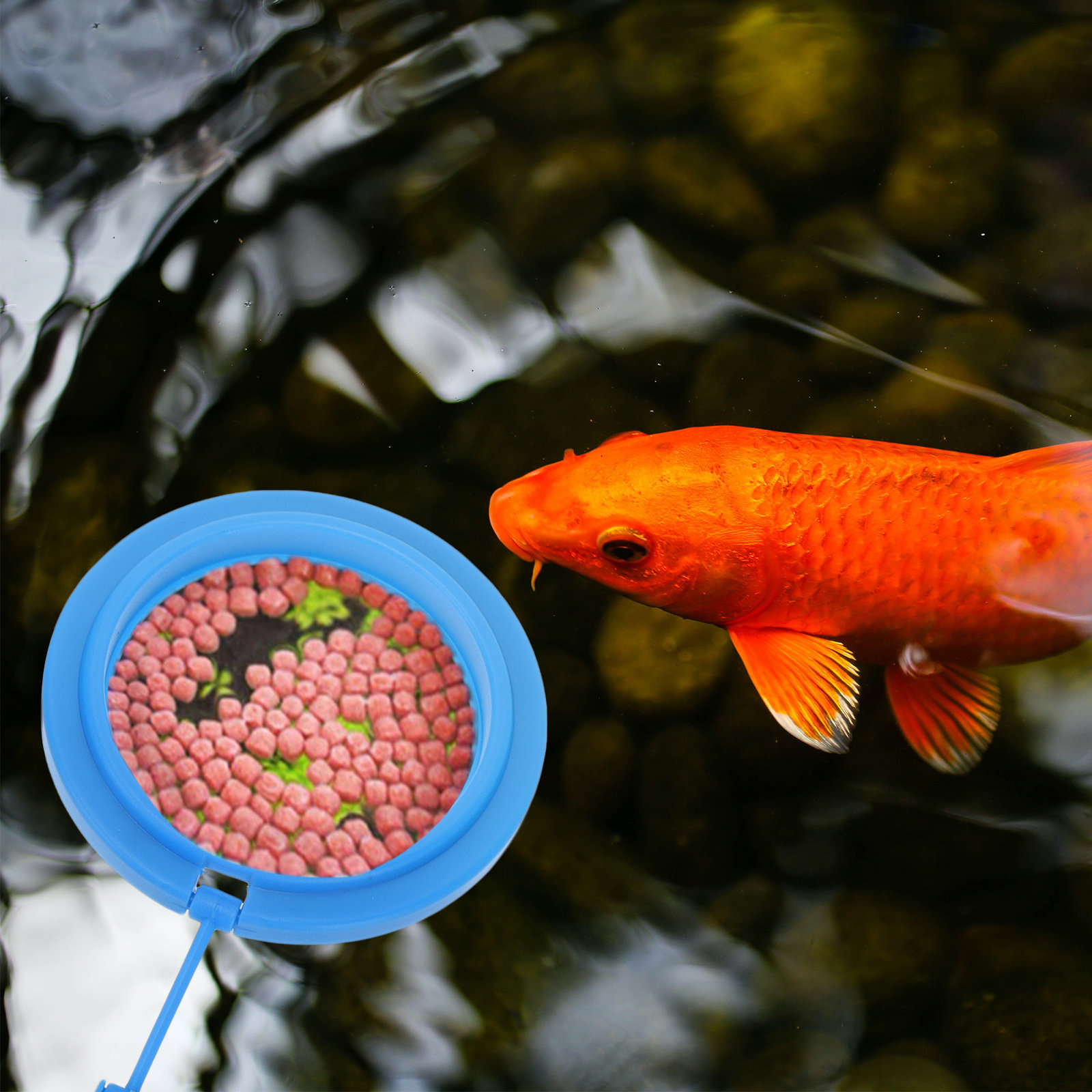 Fish Food Flake - 2個入りプレミアムプラスチック製フィーディングリング、水槽用フードホルダー、軽量浮力付き、水槽用アクセサリー、フローティングフード
