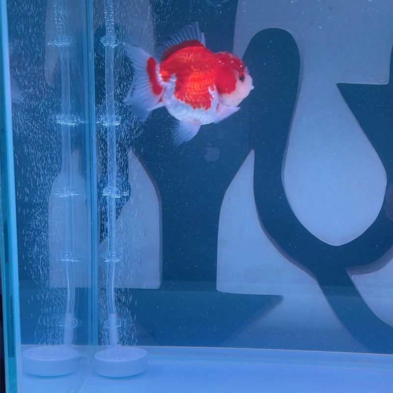 水槽用吸盤 10個セット 魚タンク用酸素パイプホルダー エア - Aquarium Fish Youtube のレビューと価格
