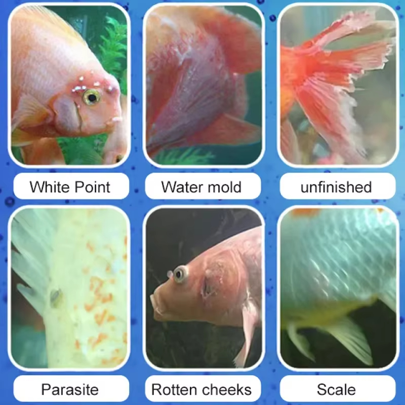 シケザン 魚病治療＆硝化細菌 |   淡水/海水用の抗炎症水 - Aquarium Fishing のレビューと価格