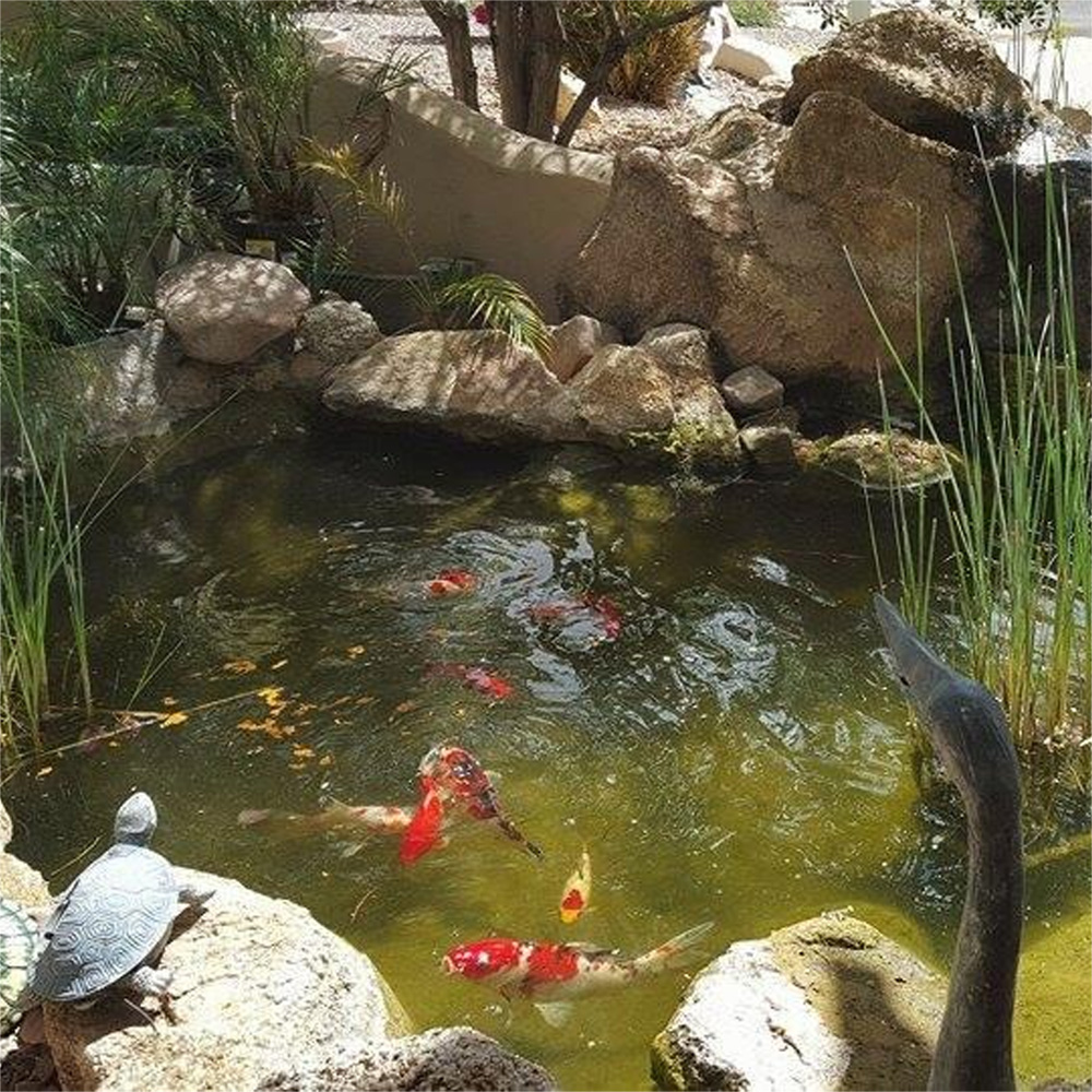 色を良くする金魚用飼料、昆虫タンパク質マイクロペレット、清流 - Aquarium Fish Food のレビューと価格